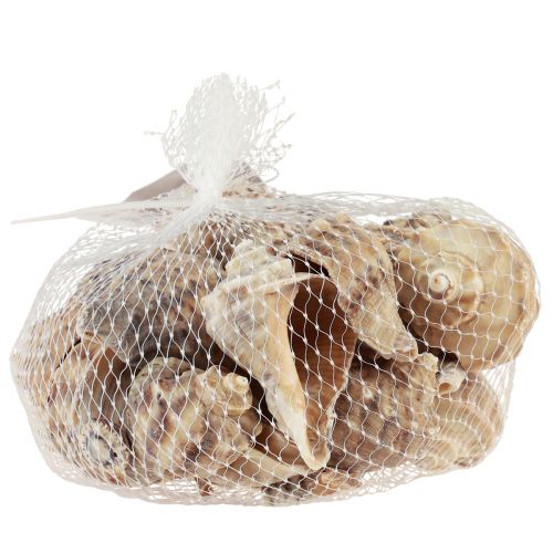 Artículo Decoración de concha de caracol caracoles de mar marrón crema 4-6cm 300g