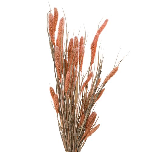 Setaria cerdas mijo decoración seca salmón 69cm 70-75g x 2ud