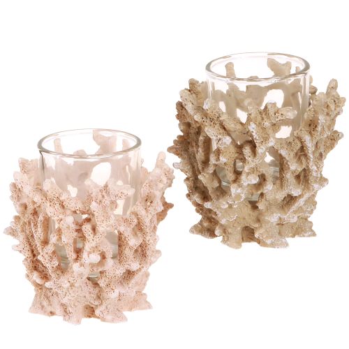 Floristik24 Portavelas decoración coral crema marítima marrón H9cm 2ud