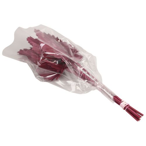 Artículo Decoración de flores secas, lanza de palma rojo vino seco 37cm 4 piezas