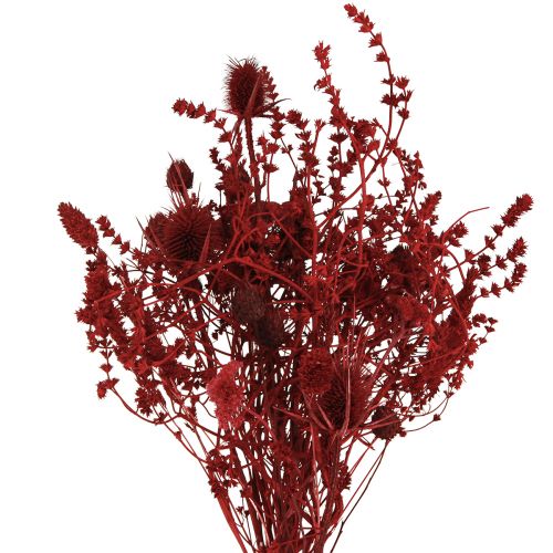 Floristik24 Ramo de flores secas decoración de cardo rojo vino 40cm 80g