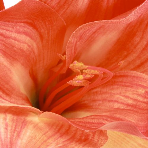 Artículo Amaryllis flores decorativas en naranja artificial L55cm 2ud