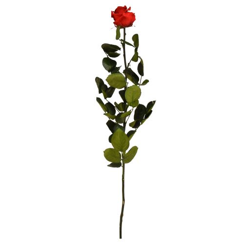 Floristik24 Amorosa Rosa Infinita Roja con Hojas Preservadas L54cm