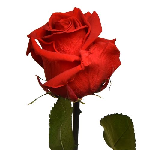 Artículo Amorosa Rosa Infinita Roja con Hojas Preservadas L54cm