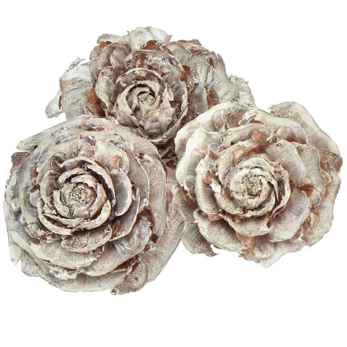 Floristik24 Conos de cedro cortados como rosa cedro rosa 4-6cm blanco/natural 50 piezas