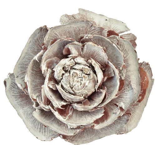 Artículo Conos de cedro cortados como rosa cedro rosa 4-6cm blanco/natural 50ud