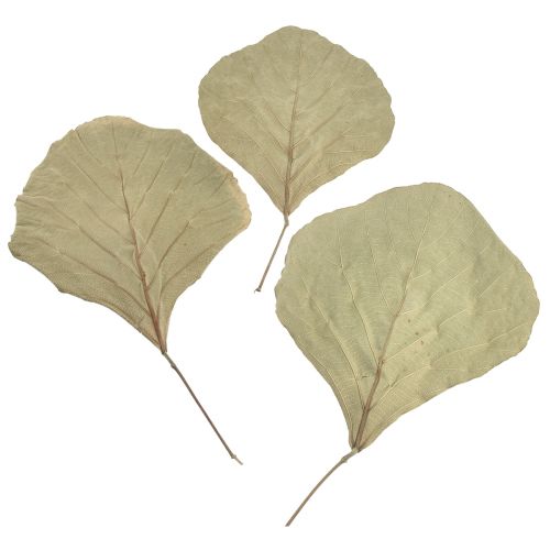 Hojas de cobra secas verdes naturales 15cm–17cm 50ud