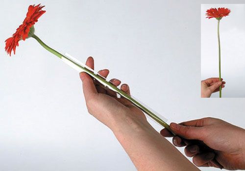 Artículo Manguera soporte gerbera 200m