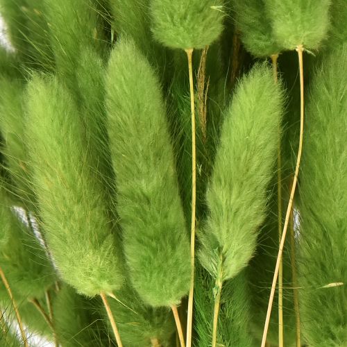 Artículo Hierba cola de conejo hierba ornamental Lagurus verde oliva L65cm 50g