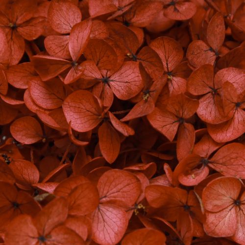 Artículo Hortensia Flores Secas Preservadas Roja Ø20cm L50-60cm