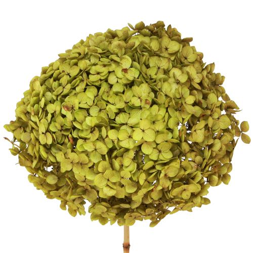 Hortensia preservada grande en verde Ø20cm L50–60cm