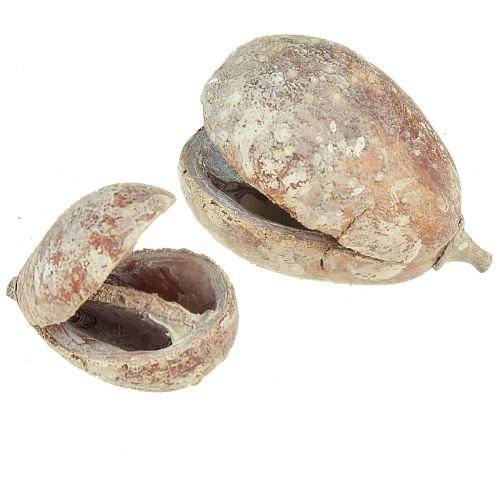 Artículo Vainas de moca cáscaras de fruta Vainas de pera blanqueadas 4 - 6 cm 50 piezas
