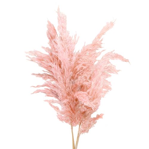 Floristik24 Hierba de pampa floristería seca rosa seca 65-75cm 6 piezas en un manojo