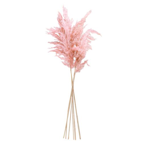 Artículo Hierba de pampa floristería seca rosa seca 65-75cm 6 piezas en un manojo