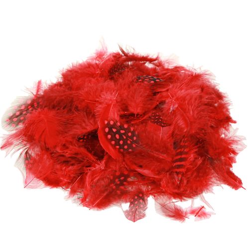 Floristik24 Plumas de gallina de Guinea Faraona 30g rojo