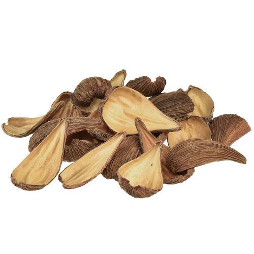 Artículo Vainas de cápsulas de frutas y semillas Pradeep Pods 9-12 cm natural 50ud.