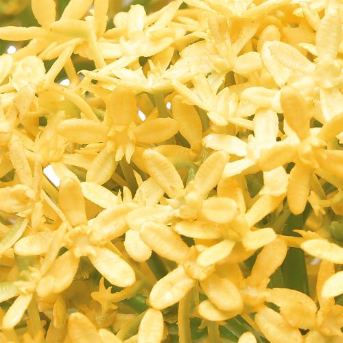 Artículo Ajo Ornamental Allium Silvestre Artificial Amarillo 70cm 3uds