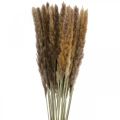Floristik24 Hierba seca pampas grass manojo natural 80cm