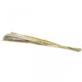 Floristik24 Hierba seca pampas grass manojo natural 80cm