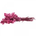 Floristik24 Mini Flor de Paja Rosa Flor Seca Flor de Roca H20cm 15g