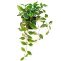 Floristik24 Philodendron Scindapsus con maceta, fácil de cuidar, ideal para la oficina y el hogar 32 cm