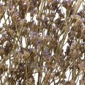 Floristik24 Lila Playa Limonium Flores Secas Púrpura 70cm 50g