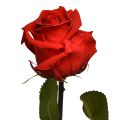 Floristik24 Rosa Infinita con Hojas Preservadas Amorosa Roja L54cm