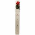 Floristik24 Amorosa Rosa Infinita Roja con Hojas Preservadas L54cm
